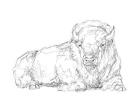 Bison Contour Sketch I