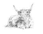 Highland Cattle Sketch I