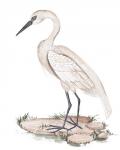 A White Heron I