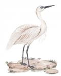 A White Heron II