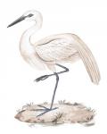 A White Heron III