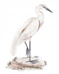 A White Heron IV