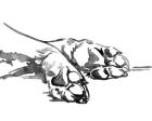 Linear Paws I