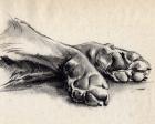 Charcoal Paws II