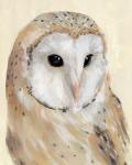 Common Barn Owl II