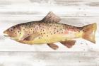 Spotted Trout I