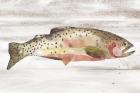 Spotted Trout II