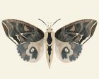 Neutral Moth II