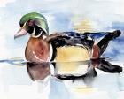 Watercolor Woodduck I