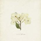 Cornales Hydrangea I