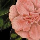 Dramatic Camellia I