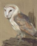 Common Barn Owl Portrait II