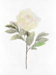 White Blossom V