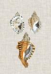 Antique Shells on Linen III