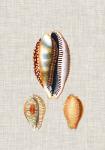 Antique Shells on Linen V