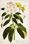 Vintage Rhododendron I