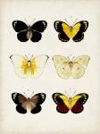 Vintage Butterflies I