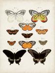 Vintage Butterflies III