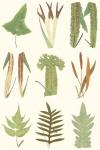 Antique Fern Chart