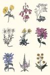 Antique Floral Chart