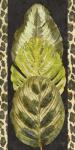 Tropic Collection V