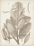 Sepia Exotic Plants I