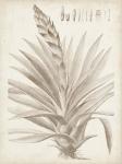 Sepia Exotic Plants III