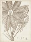 Sepia Exotic Plants V