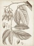 Sepia Exotic Plants VI
