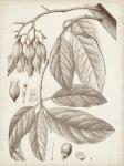 Sepia Exotic Plants VI