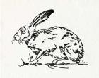 Resting Hare I