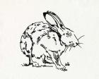 Resting Hare II