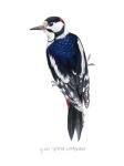 Watercolor Woodpecker II