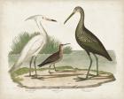 Waterbird Trio I