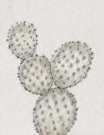 Cactus Study IV