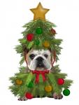 English Bulldog, Christmas Tree Costume