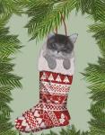 Grey Kitten in Christmas Stocking