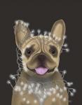 French Bulldog, Christmas Lights 2