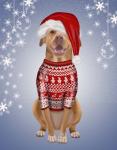 Pitbull in Christmas Sweater