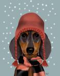 Dachshund With Woolly Hat & Scarf