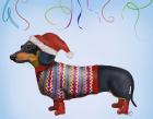 Christmas Dachshund