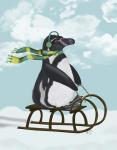 Penguin On Sled