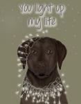 Chocolate Labrador, You Light Up