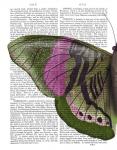 Butterfly in Green and Pink a