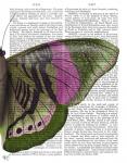 Butterfly in Green and Pink b