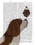 Cavalier King Charles, Brown White, Ice Cream