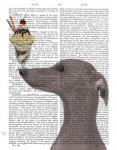 Greyhound, Grey, Ice Cream