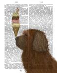 Labradoodle, Brown, Ice Cream