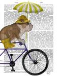 English Bulldog on Bicycle