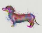 Dachshund Rainbow Splash 1